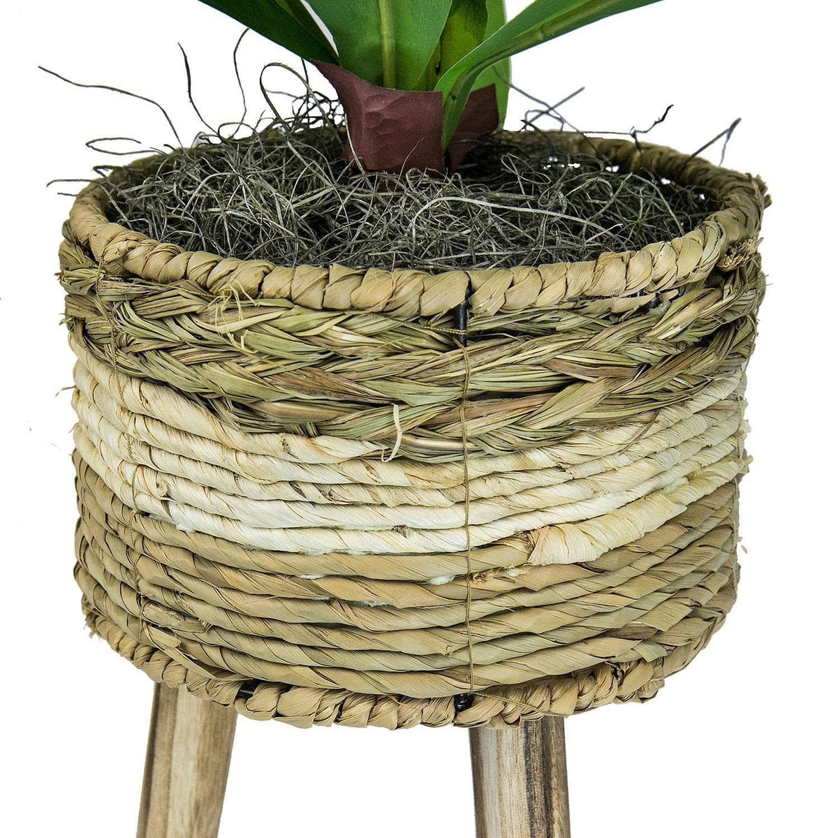 Green Plant in Basket Stand N166332
