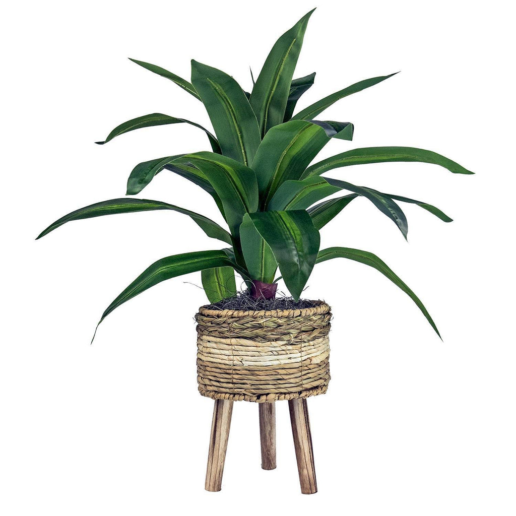 Green Plant in Basket Stand N166332
