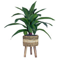 Green Plant in Basket Stand N166332