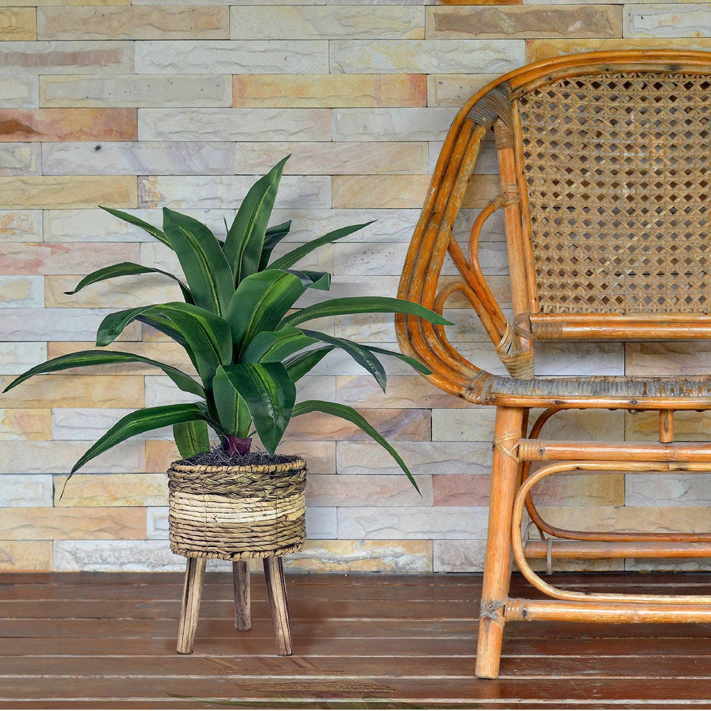 Green Plant in Basket Stand N166332