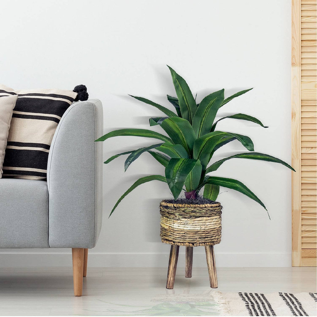 Green Plant in Basket Stand N166332
