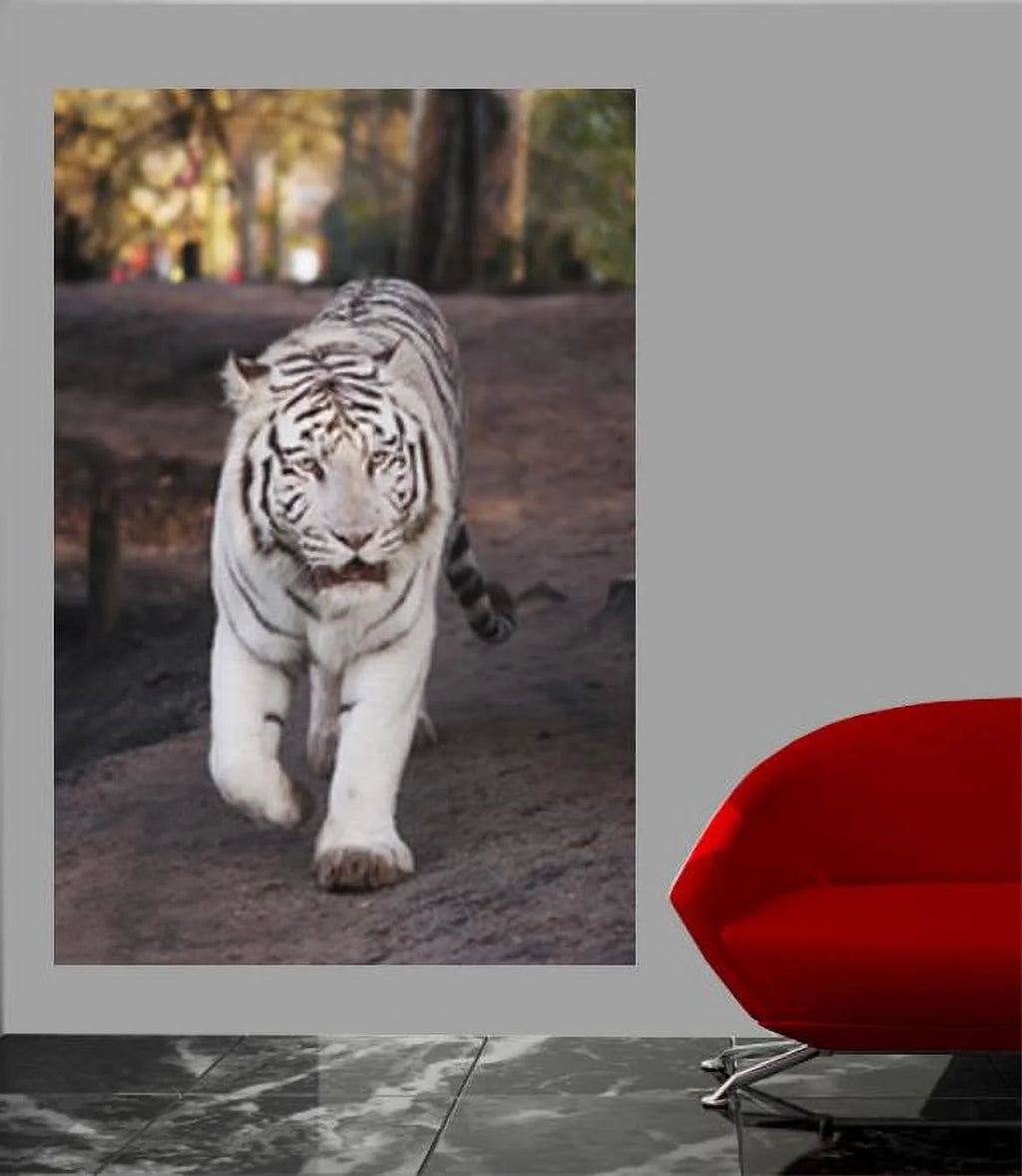 White Tiger Wall Mural M5651