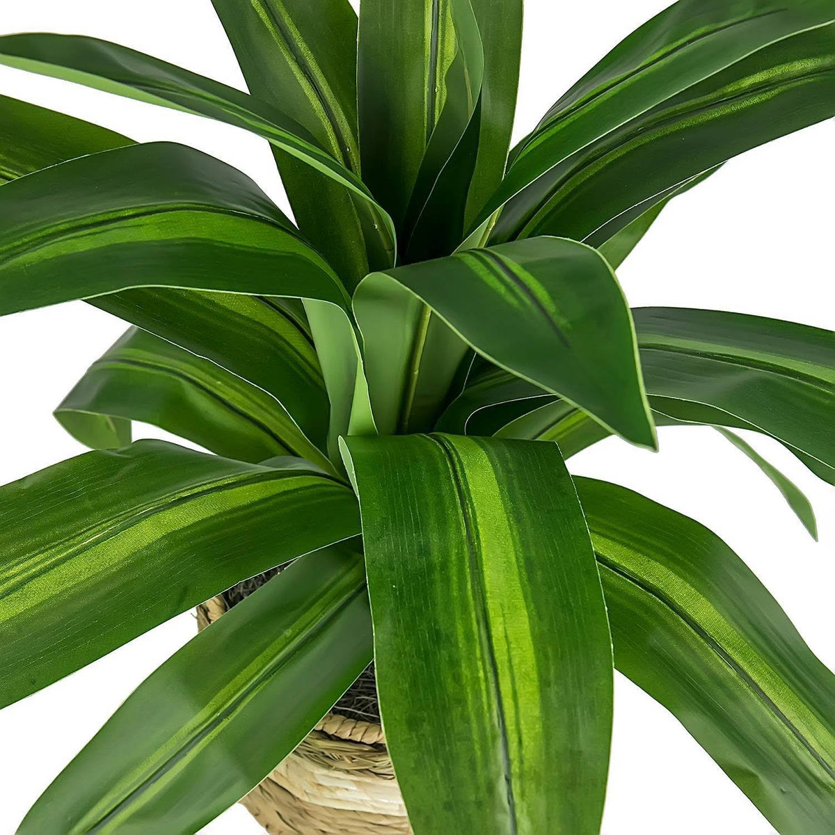 Green Plant in Basket Stand N166332
